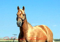 Bert's Frenchman 2005 Stallion